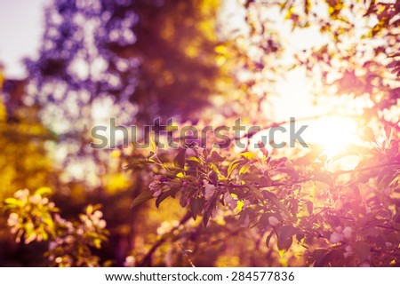 Open flowers of apple trees on the background of the spring sun. Image in the yellow-purple toning