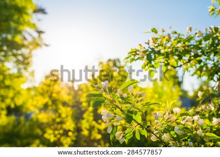 Open flowers of apple trees on the background of the spring sun