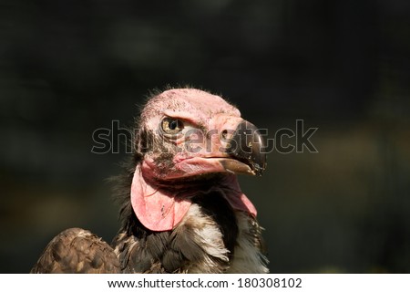 Angry bird - vulture