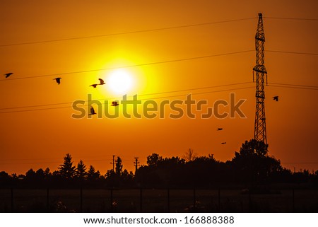 Urban sunset with flying birds