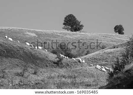 Black and white romanian mountain landscape with sheep