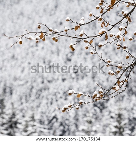 Branches and leaves covered with snow with fir trees in the background, in the mountains