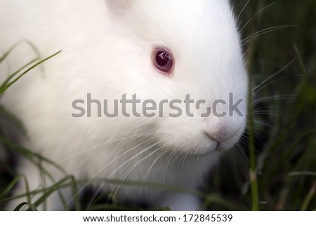 Cute white bunny with grass