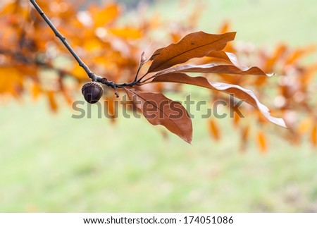 Oak tree - branches, leaves and acorn with natural background