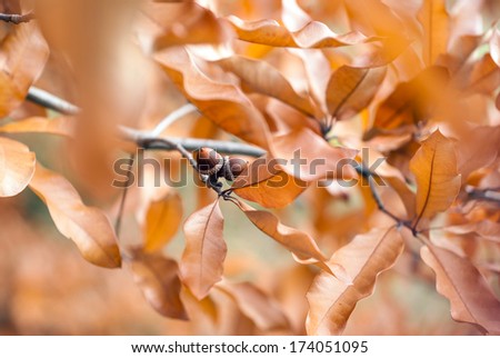 Oak tree - branches, leaves and acorn with natural background