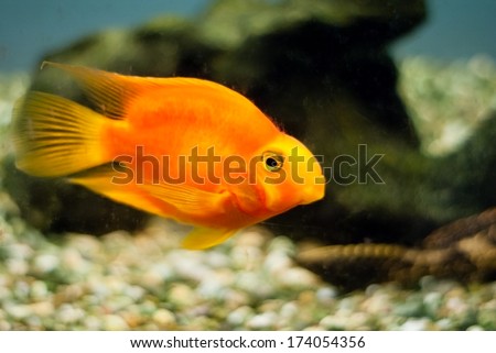 Orange, beautiful, single fish in a fish tank
