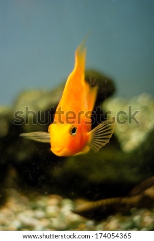 Orange, beautiful, single fish in a fish tank