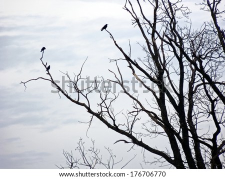Black and white tree branches with small birds and sky with clouds in the park