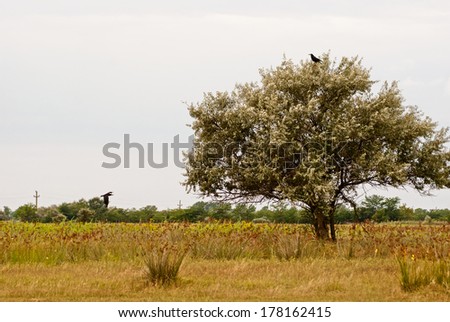 Tree with small birds and sky with clouds  in the Danube Delta area, Romania