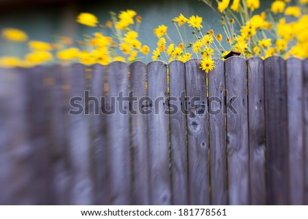 Lens baby effect - photo of yellow flowers and grey fence