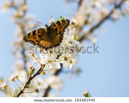 Beautiful, brown and yellow butterfly on a white tree flower with blue sky in the background