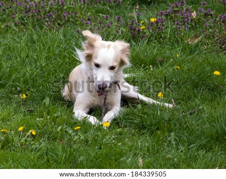 Beautiful golden dog chewing a wooden stick with green grass and dandelions in the background