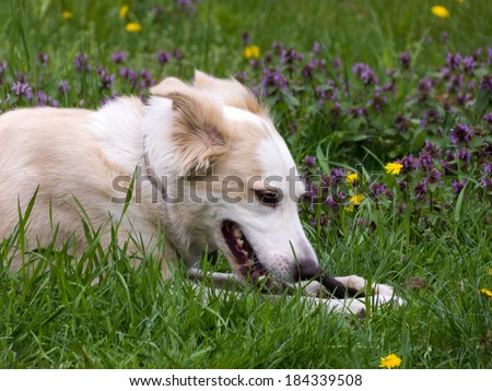 Beautiful golden dog chewing a wooden stick with green grass and dandelions in the background