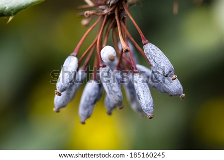 Dried wild fruits on the branch with natural background