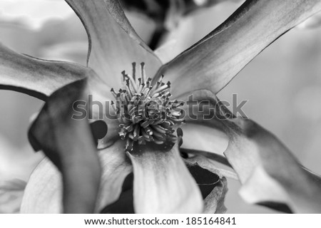 Black and white magnolia flower with details