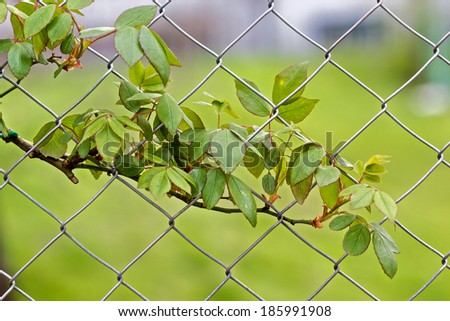 Rose green leaves and metallic fence with natural, green background
