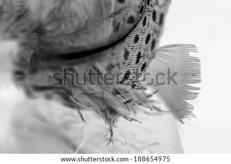 Black and white feather with white background