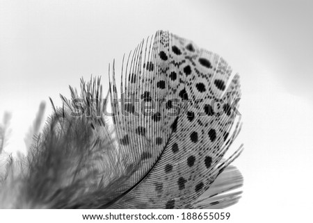 Black and white feather with white background
