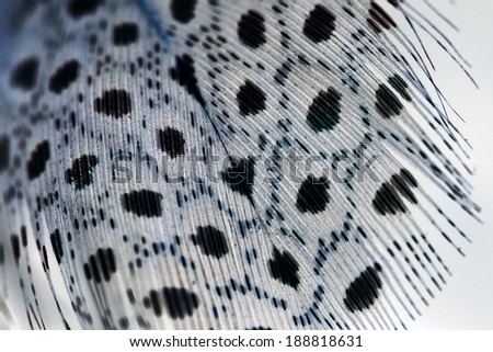 Black and white and blue feather with white background