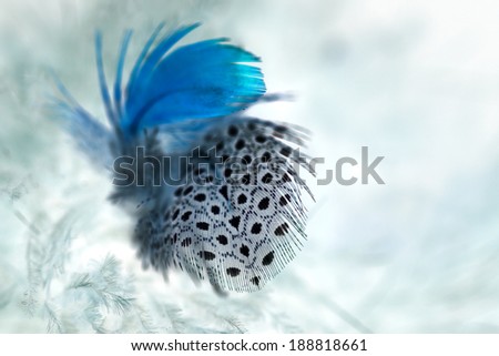 Black and white and blue feather with white background