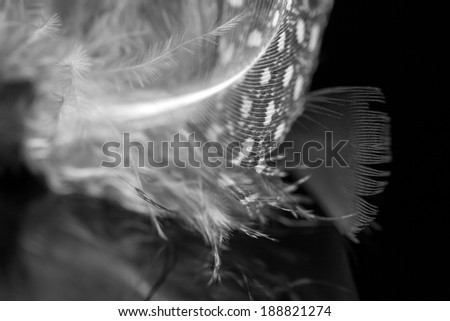Black and white feather with dark background