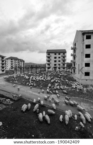 Black and white abandoned block of flats under construction. Brick and cement textures with grass around it and sheep