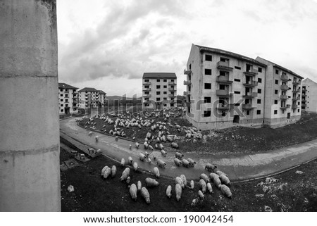 Black and white abandoned block of flats under construction. Brick and cement textures with grass around it and sheep