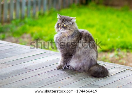 Grey cat portrait with natural background and wooden textures