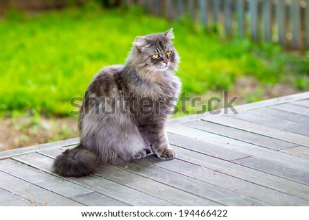 Grey cat portrait with natural background and wooden textures