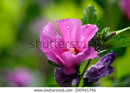 Pink rose of Sharon	 (Hibiscus syriacus) with water drops and natural background
