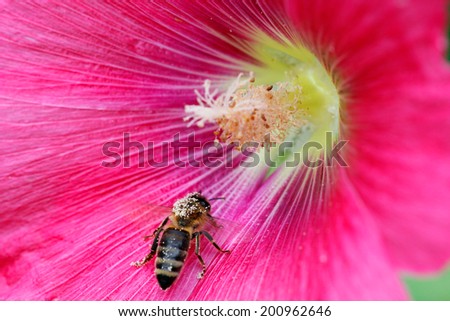 Pink rose of Sharon (Hibiscus syriacus) with bee, water drops and natural background