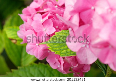 Hortensia Hidrangea - beautiful plant with flowers and leaves - details