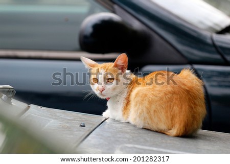 Orange and white cat sitting next to ca car