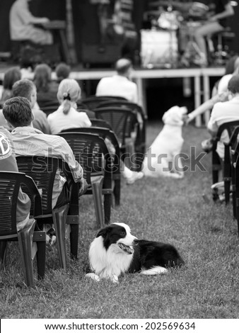 Black and white dogs and people sitting at a concert