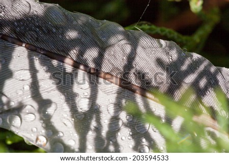 Abstract composition with feather, water drops, shadows and lights