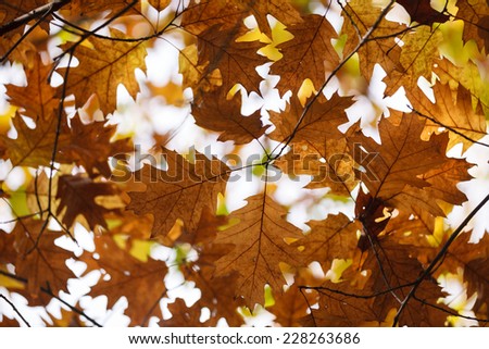 Red oak tree (Quercus rubra) - leaves with natural background