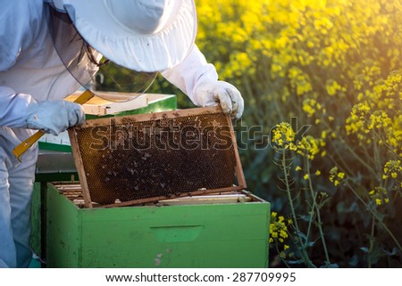 The apiarist with full equipment checking the hives on the blossoming rapeseed field. Selective focus, lens flare, copy space