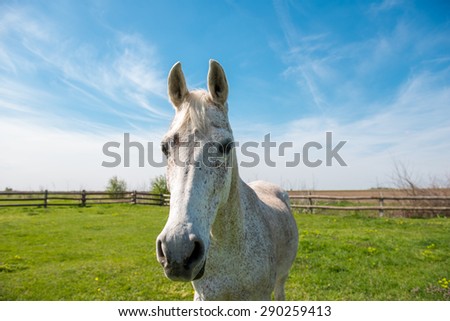 White domestic arabic horse on the field. Looking at the camera. Selective focus, narrow depth of field.