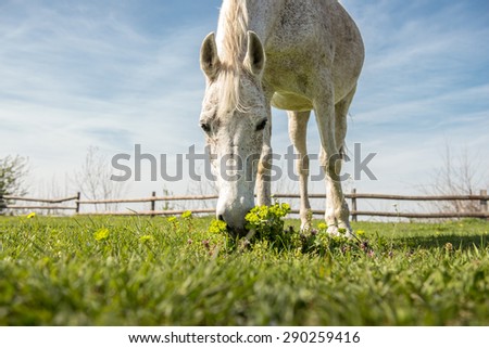 Domestic white arabic horse in the farm , low angle shot