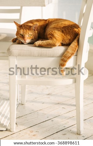 Sleepy cat taking a nap on a chair.