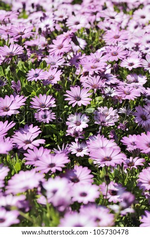 Amazing Field from beautiful Purple Osteospermum Daisy on green grass.  It is known as African daisy.