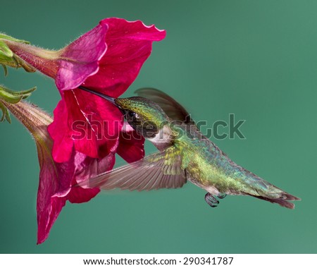 A ruby-throated hummingbird flying into a petunia flower.