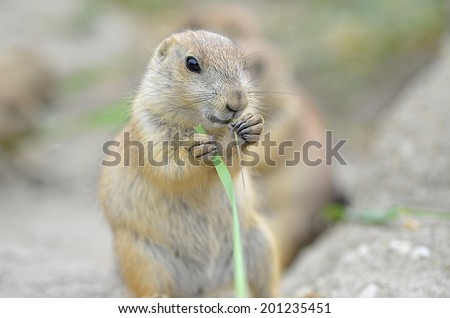 Prairie Dog eating eating a blade of grass, which he holds in his tiny hands