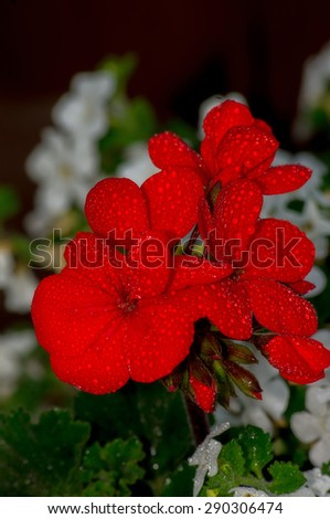 Red flower with drops of dew.