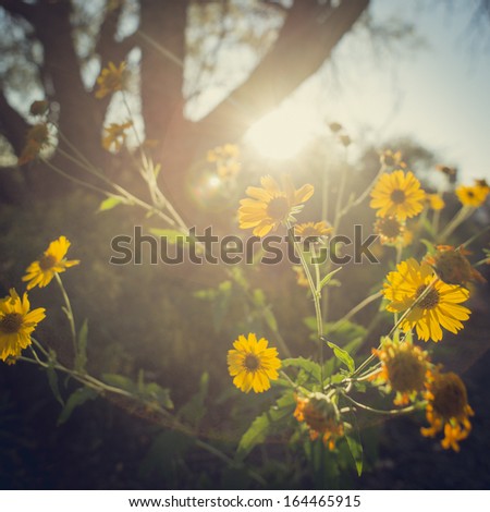 Flowers in the Sun