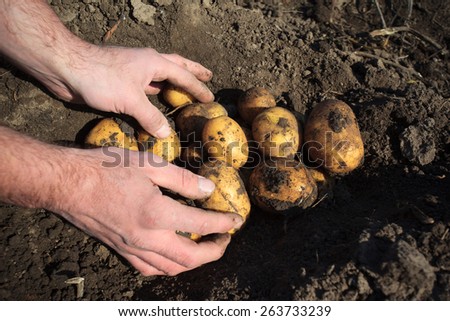 Hands harvesting big and fresh organic potatoes from soil