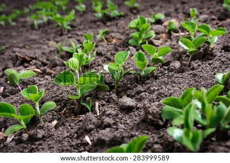 Rows of fresh organic soy plants in spring