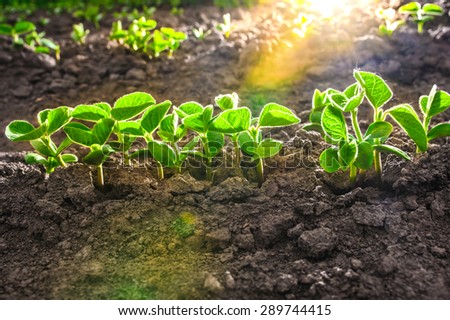 Green soy plant leaves in the cultivate field, against the light