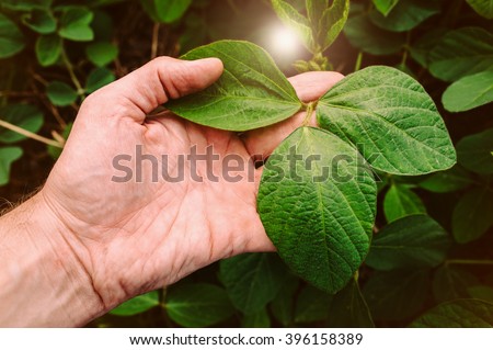 Green leaves of soy bean in hand.