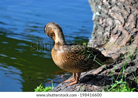 Wild duck (lat. Anas platyrhynchos) cleans the feathers
